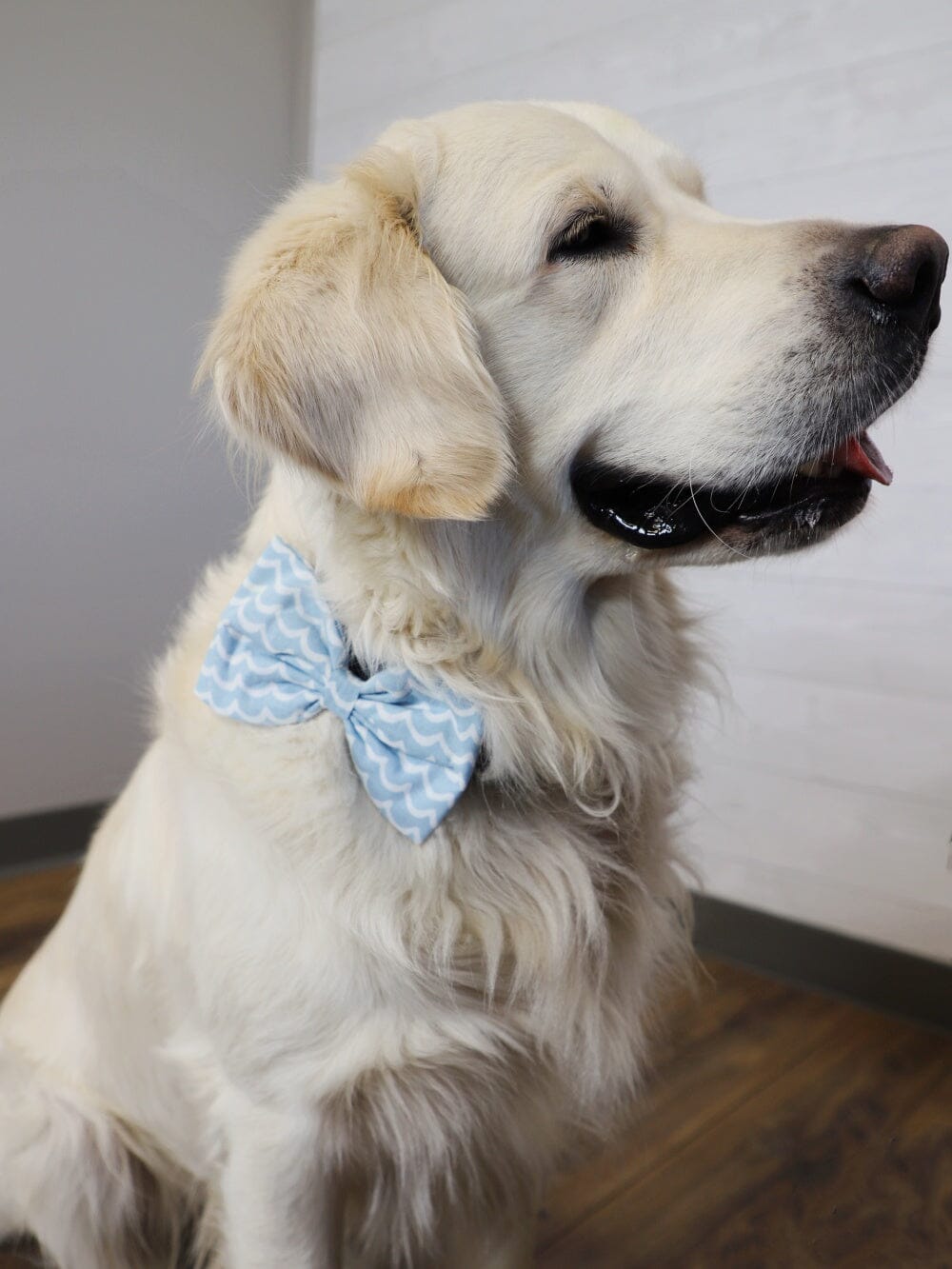 Wave Dog Collar with Bow Tie