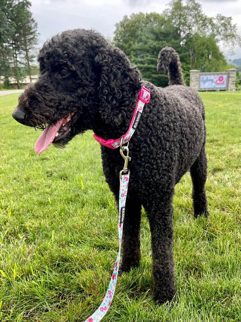 Rose Garden Hot Pink Beautiful Floral Adjustable Dog Collar - Sydney So Sweet