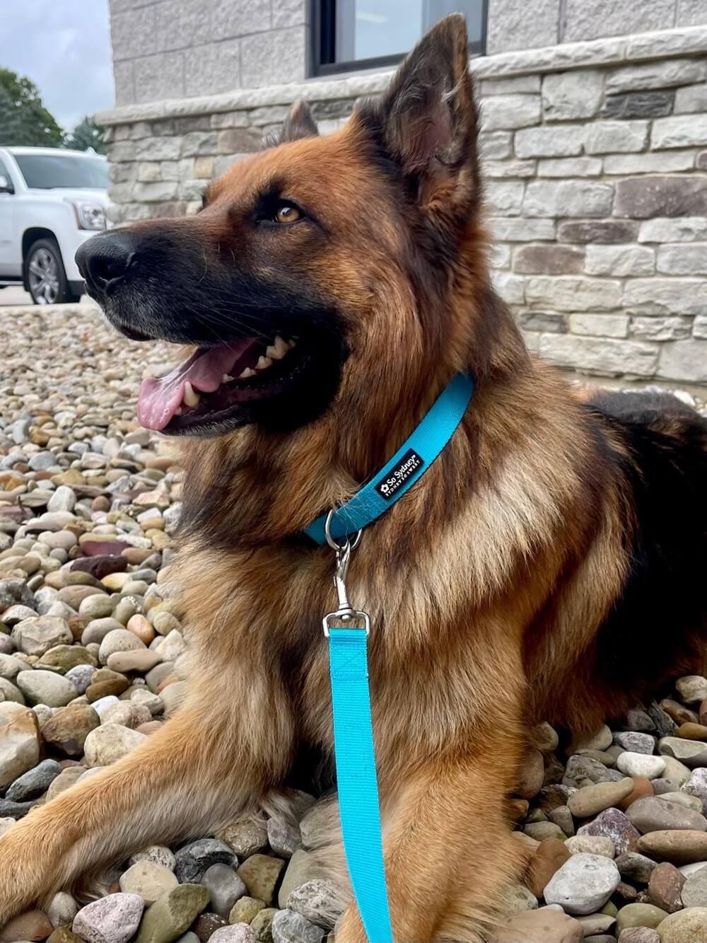 Powder blue clearance dog collar