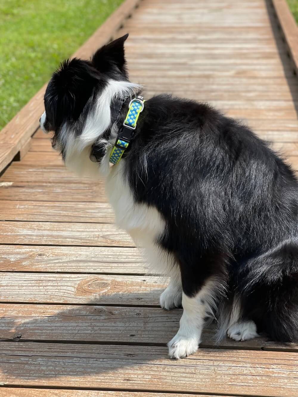 Tennis Ball Star Blue &amp; Yellow Adjustable Sporty Dog Collar - Sydney So Sweet