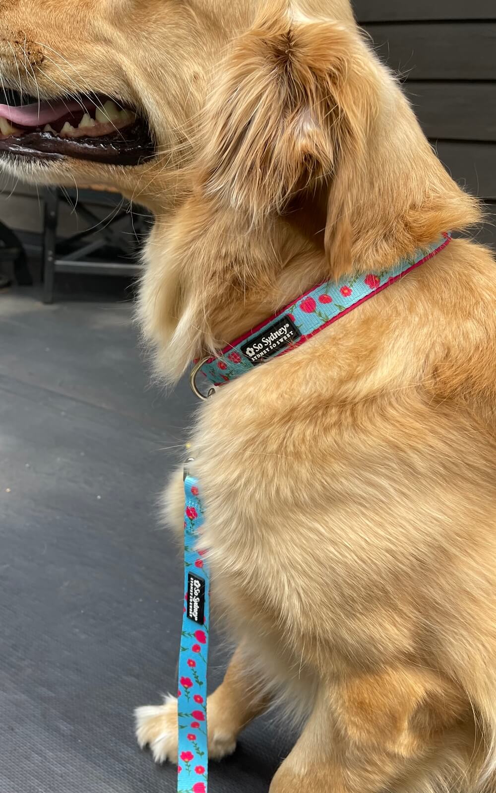 Tulip dog sale collar