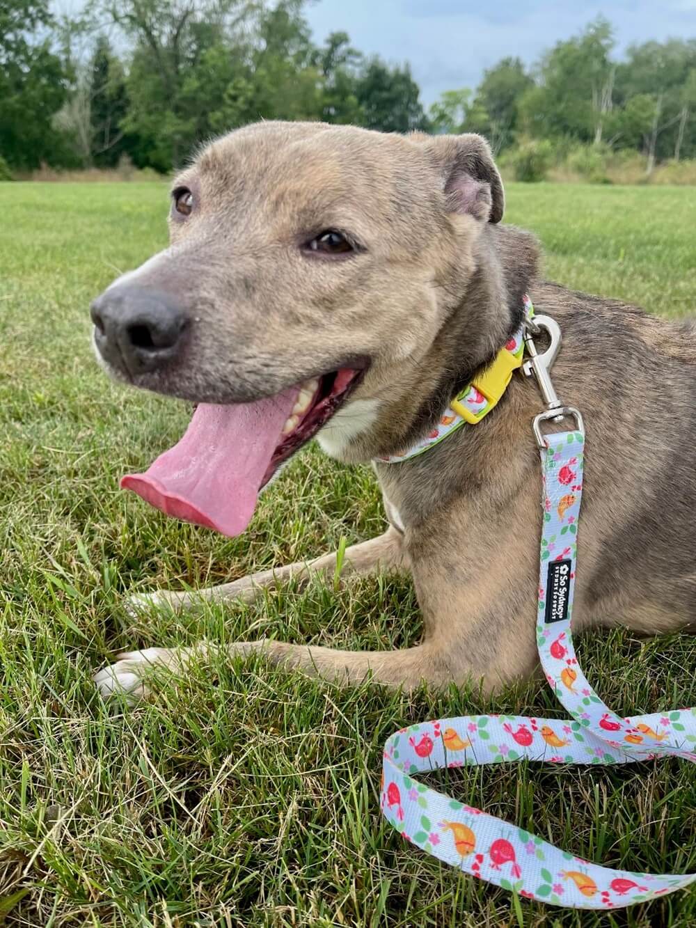 Tweet Birds Green &amp; Blue Comfy, Adjustable Cute Dog Collar - Sydney So Sweet