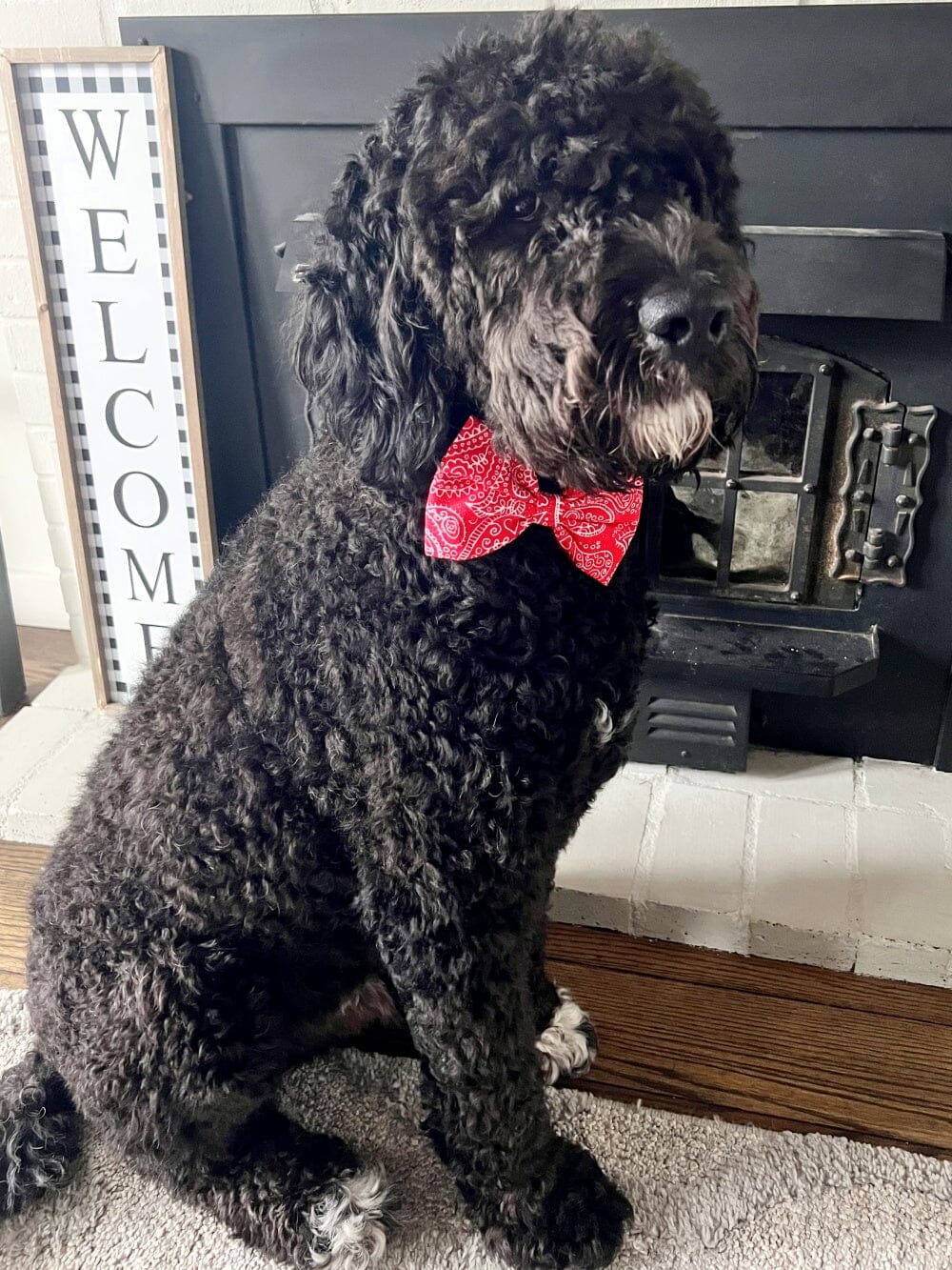 Dog Bow Tie - Rodeo Red - Sydney So Sweet
