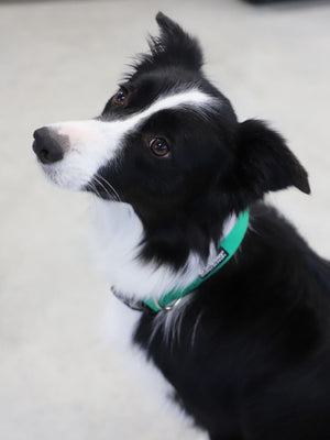 Green Adjustable Nylon Dog Collar for Small, Medium, or Large Dogs - Sydney So Sweet