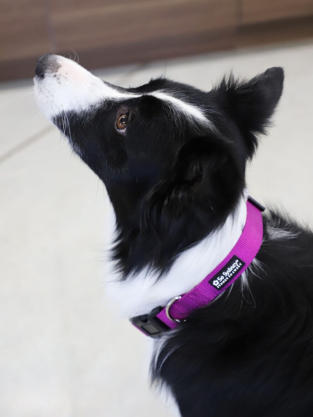 Grape Purple Adjustable Fashion Nylon Dog Collar - Sydney So Sweet