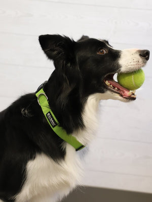 Lime Green Adjustable Dog Collar for Small, Medium, or Large Dogs - Sydney So Sweet