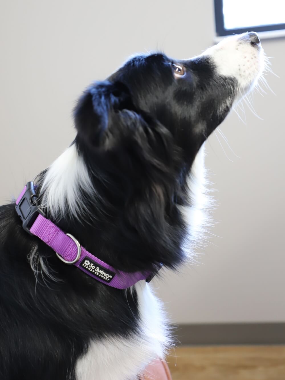 Purple Adjustable Basic Nylon Dog Collar for Small, Medium, or Large Dogs - Sydney So Sweet