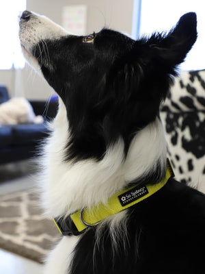 Yellow Adjustable Basic Dog Collar for Small, Medium, or Large Dogs - Sydney So Sweet